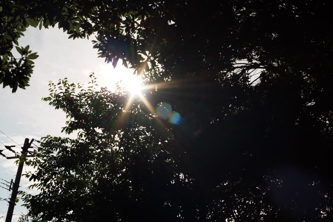 【極美品】Carl Zeiss Planar 50mm F1.4 MMJ 461