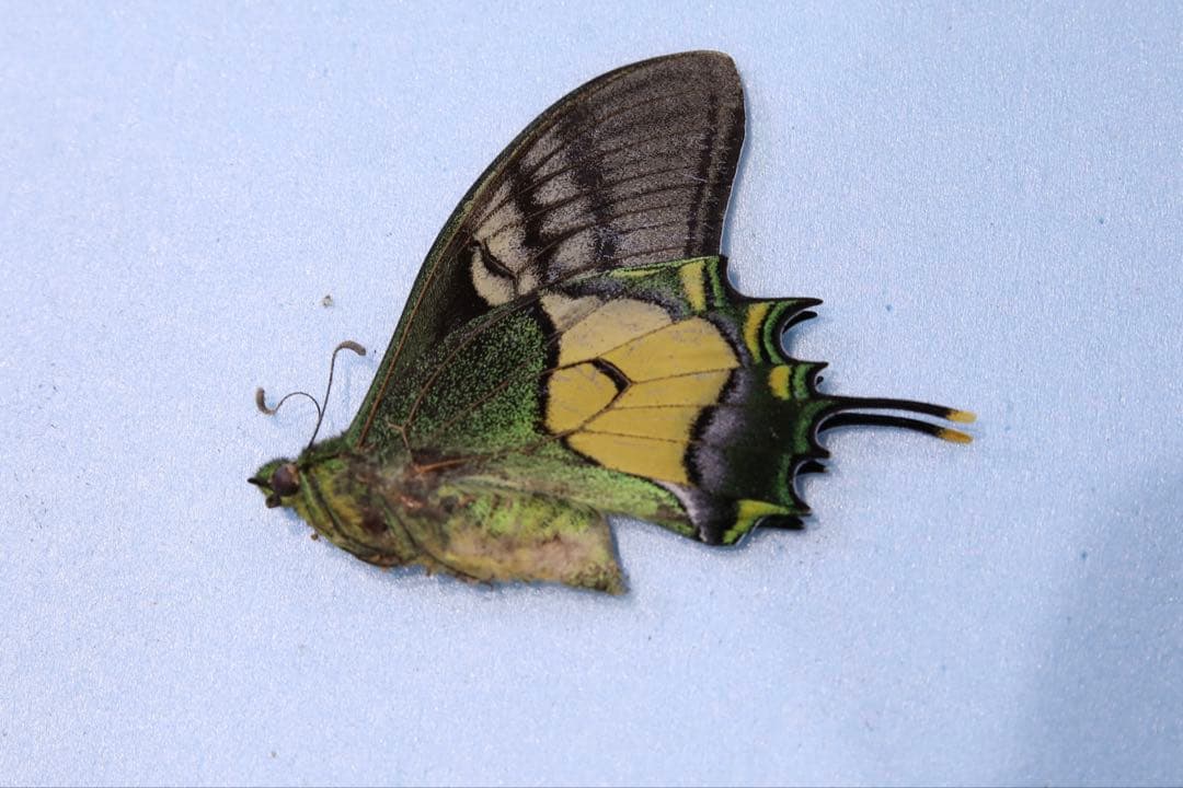 テングアゲハ！標本1