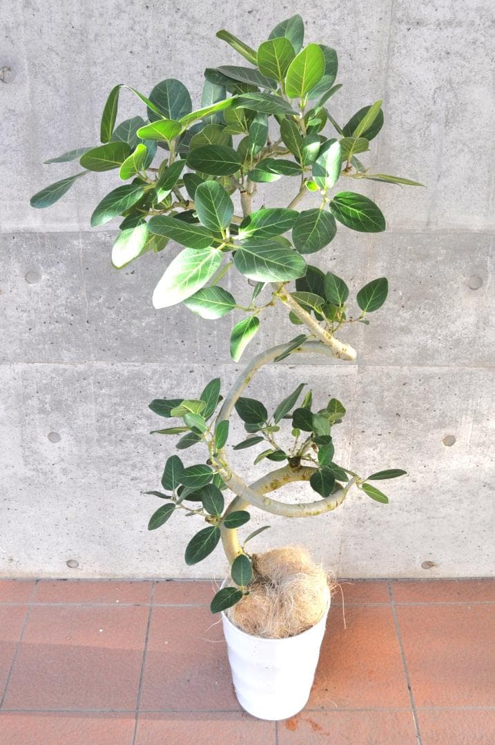 フィカス ベンガレンシス 8号 138cm Spiral tree form