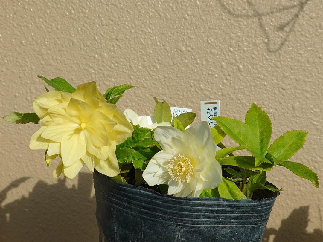 クリスマスローズ dd かぐや姫 グロス系交配フレグランス