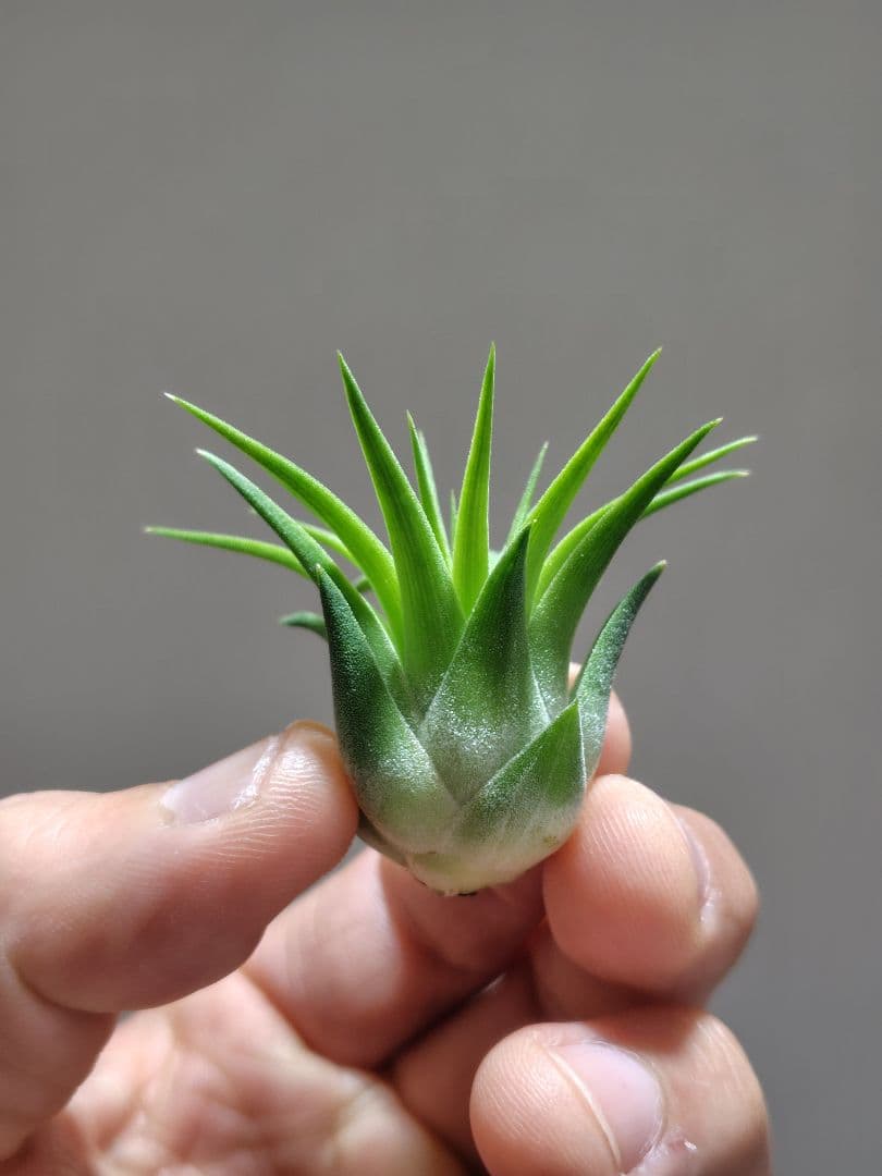 u*a様 イオナンタ ヘッジホッグ from TI