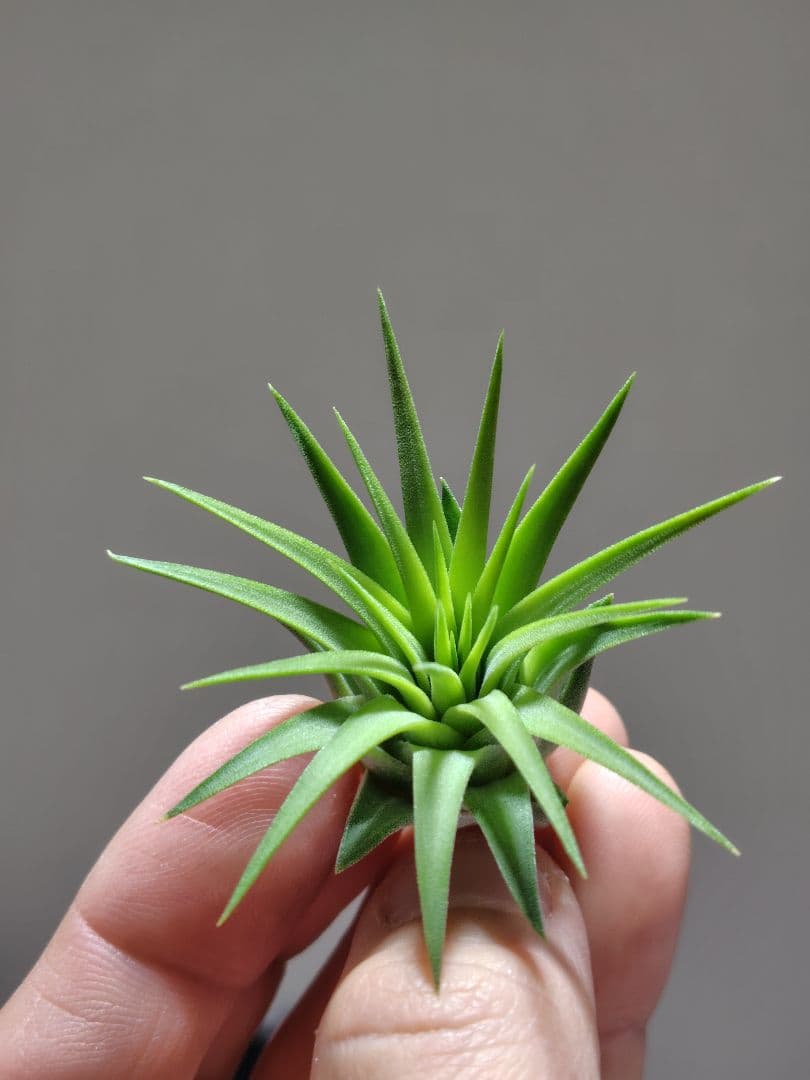 u*a様 イオナンタ ヘッジホッグ from TI