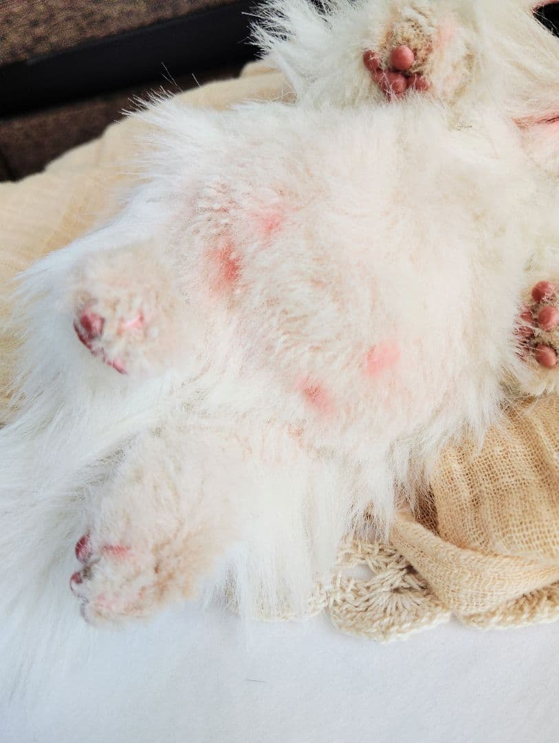 お腹ぽっこり♡フォックスタッチ♡子猫のリリーちゃん♡アートドール♡ぬいぐるみ♡