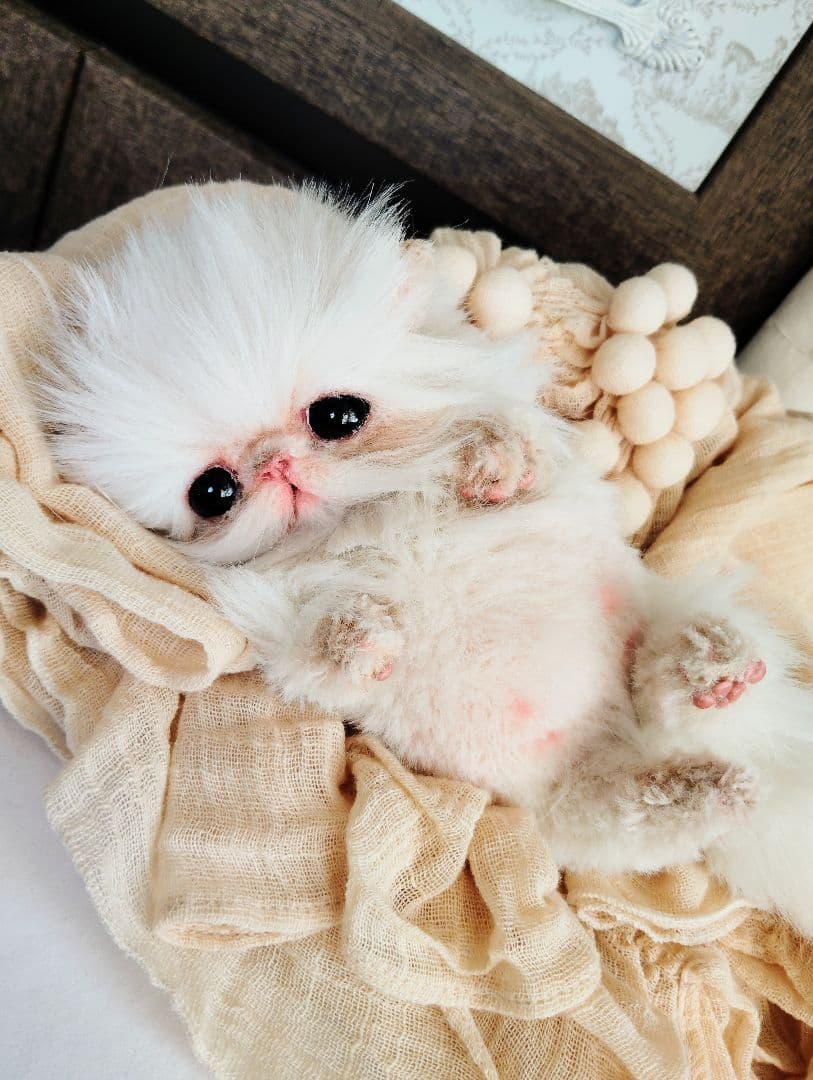 お腹ぽっこり♡フォックスタッチ♡子猫のリリーちゃん♡アートドール♡ぬいぐるみ♡