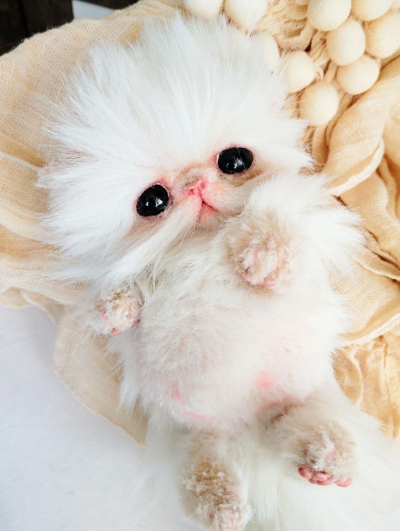 お腹ぽっこり♡フォックスタッチ♡子猫のリリーちゃん♡アートドール♡ぬいぐるみ♡