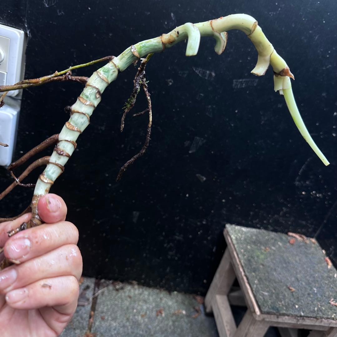 さ**様 斑入りモンステラホワイトタイガー大茎6株おまとめ