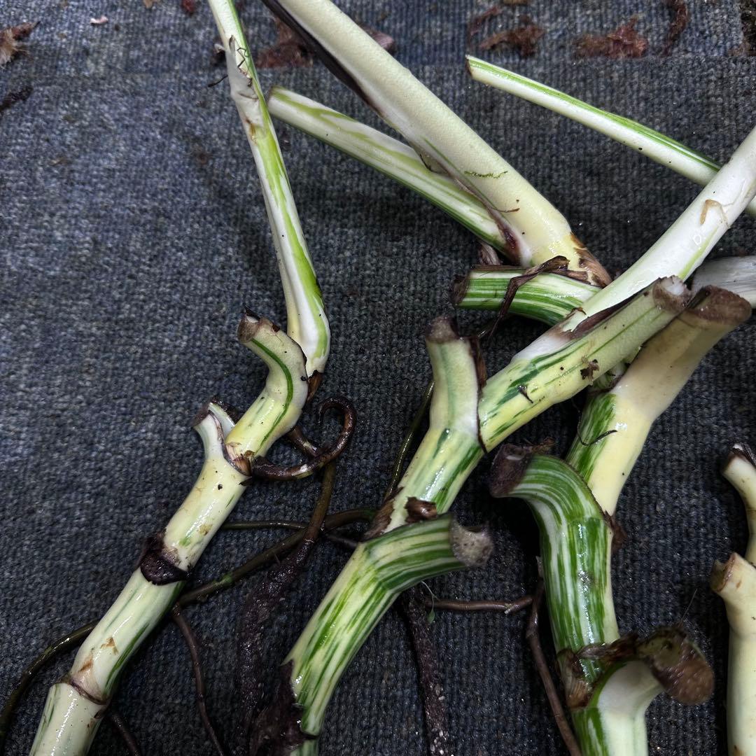 さ**様 斑入りモンステラホワイトタイガー大茎6株おまとめ