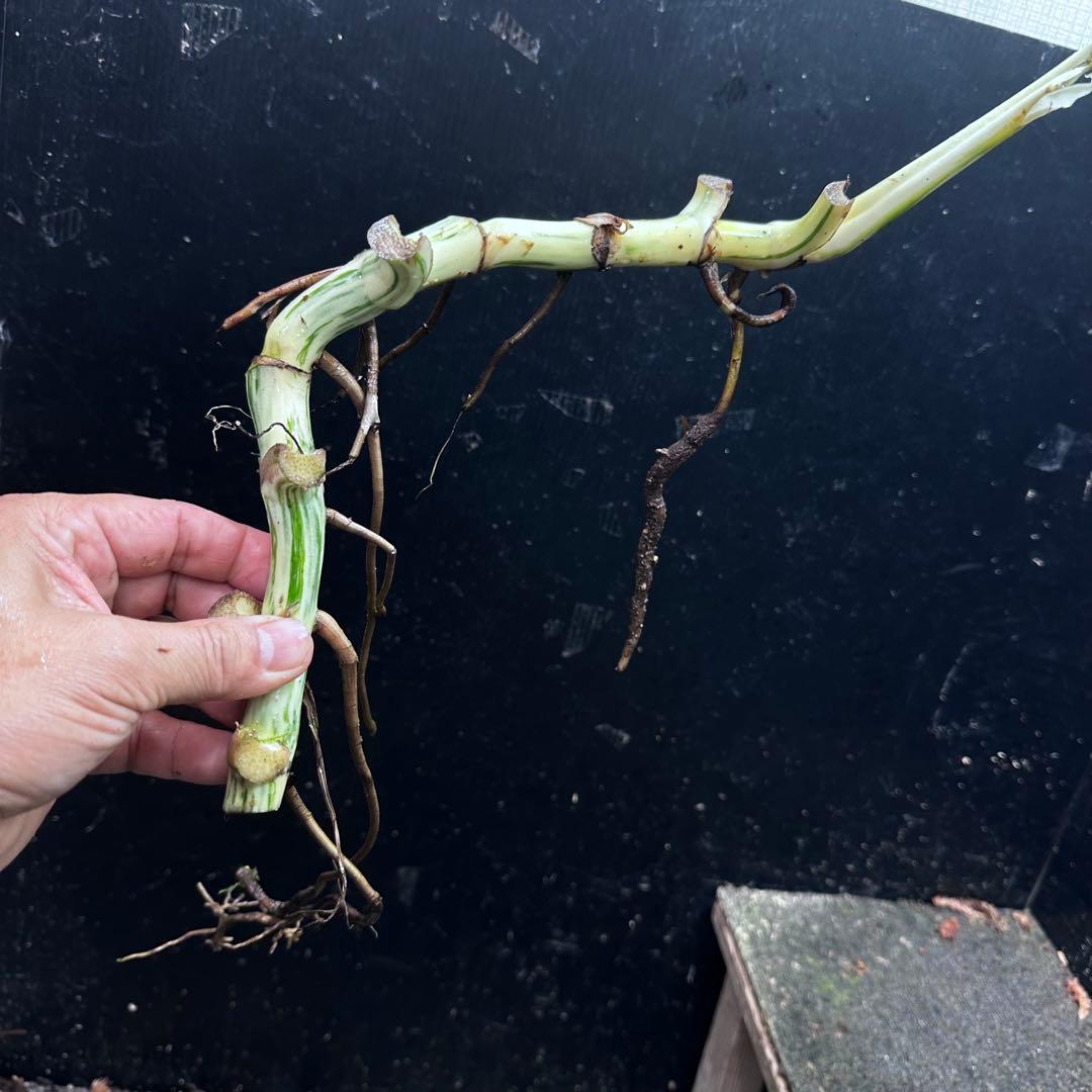 さ**様 斑入りモンステラホワイトタイガー大茎6株おまとめ