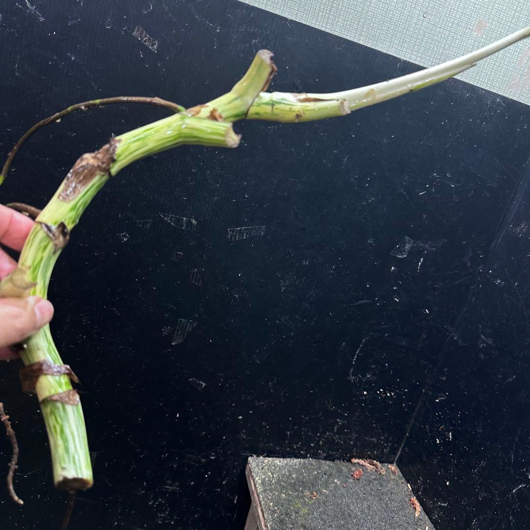 さ**様 斑入りモンステラホワイトタイガー大茎6株おまとめ