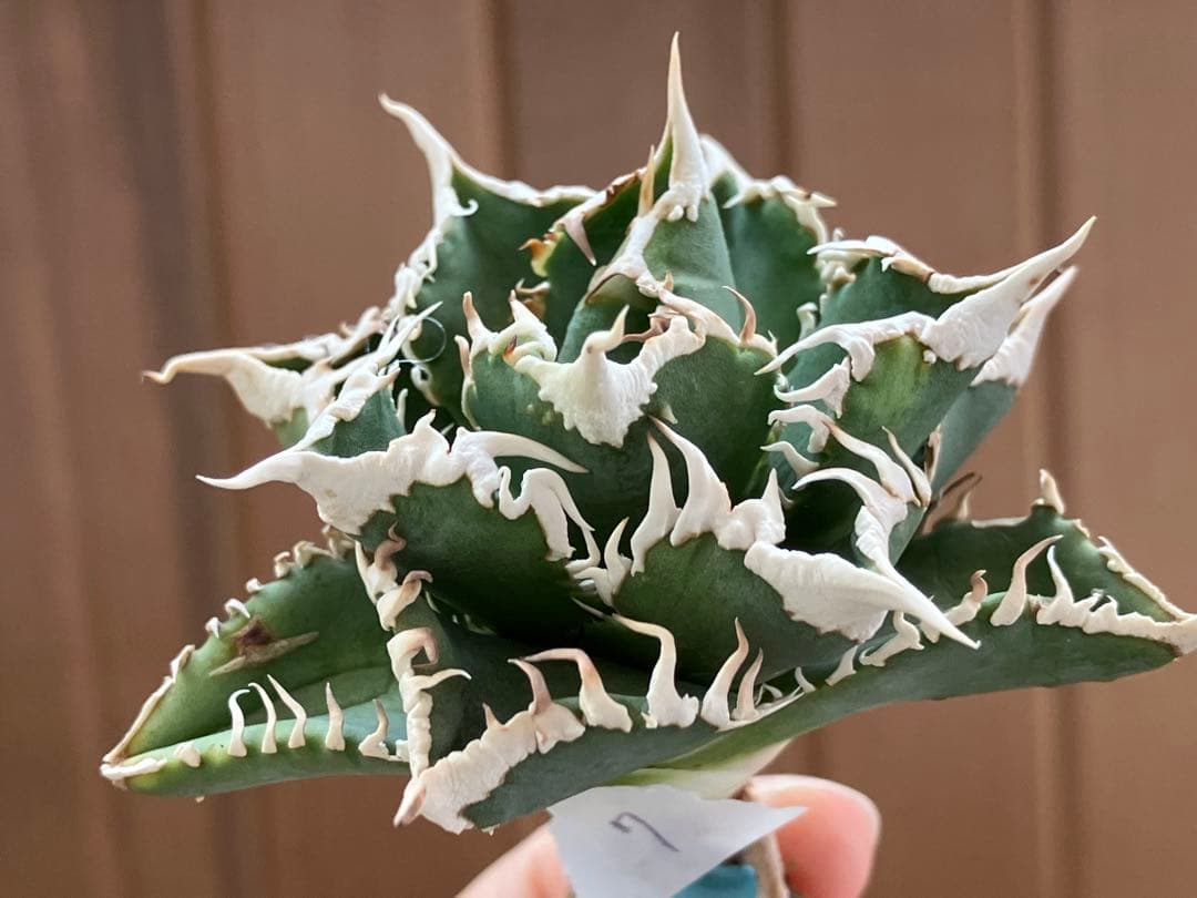e*6様 【オークション】⑦選抜　太棘　アガべ　チタノタ　白豪刺　TC