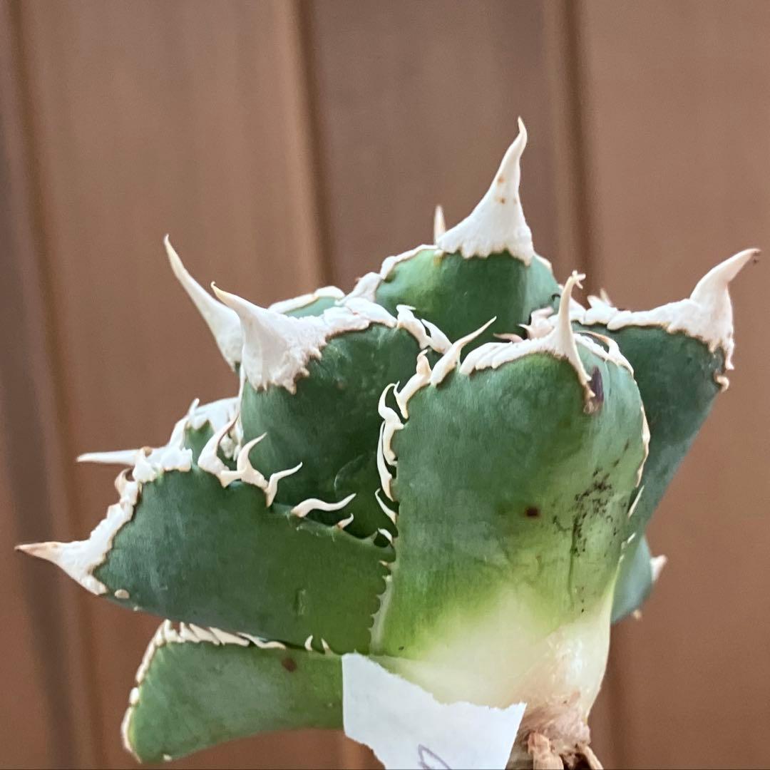 e*6様 【オークション】⑦選抜　太棘　アガべ　チタノタ　白豪刺　TC
