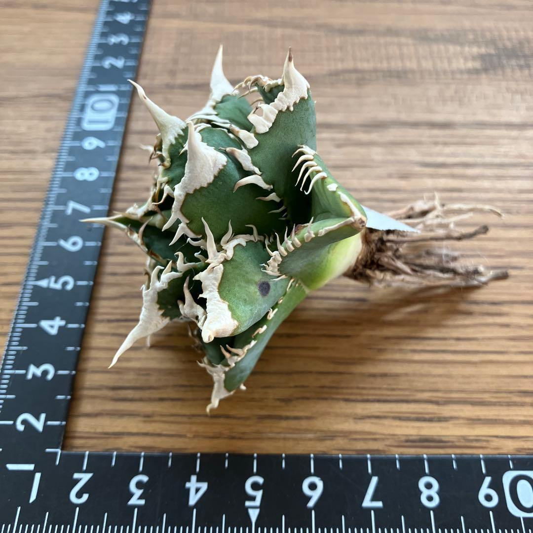 e*6様 【オークション】⑦選抜　太棘　アガべ　チタノタ　白豪刺　TC