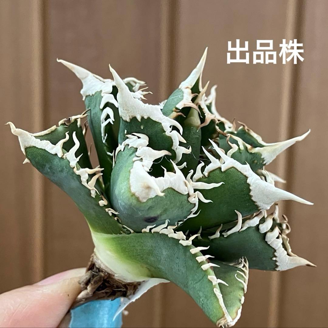 e*6様 【オークション】⑦選抜　太棘　アガべ　チタノタ　白豪刺　TC