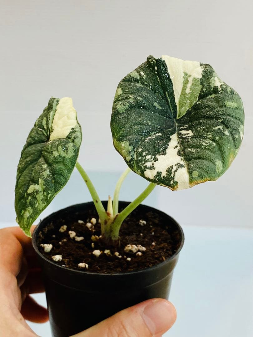 ☆超美斑☆アロカシア メロ バリエガータ 斑入り