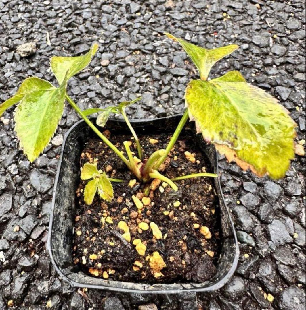 クリスマスローズ　ソレイユ　極上ぼかし　交配苗