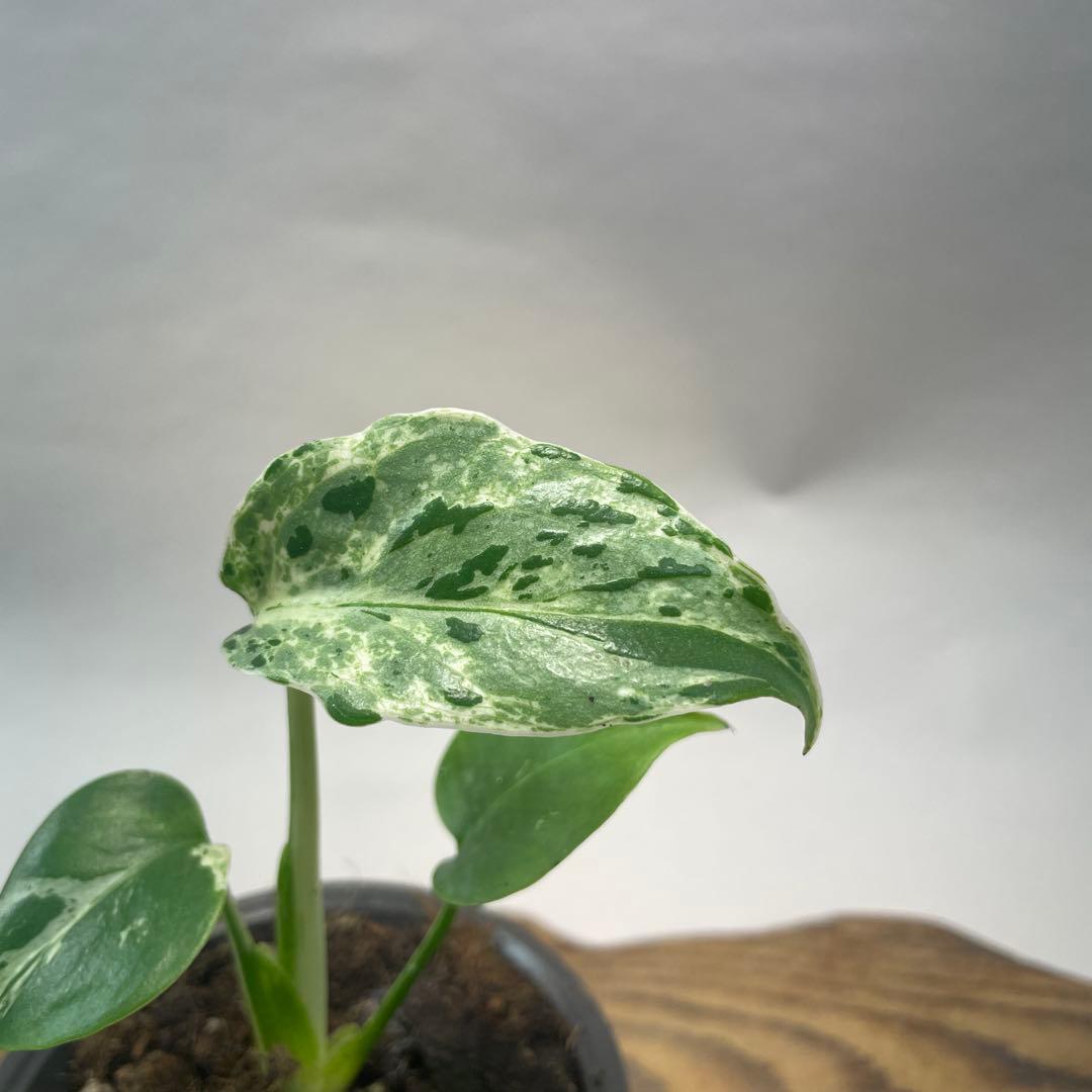 我*成様 a46品種保証！斑入り保証！Bulbasaurモンステラ バルバソー