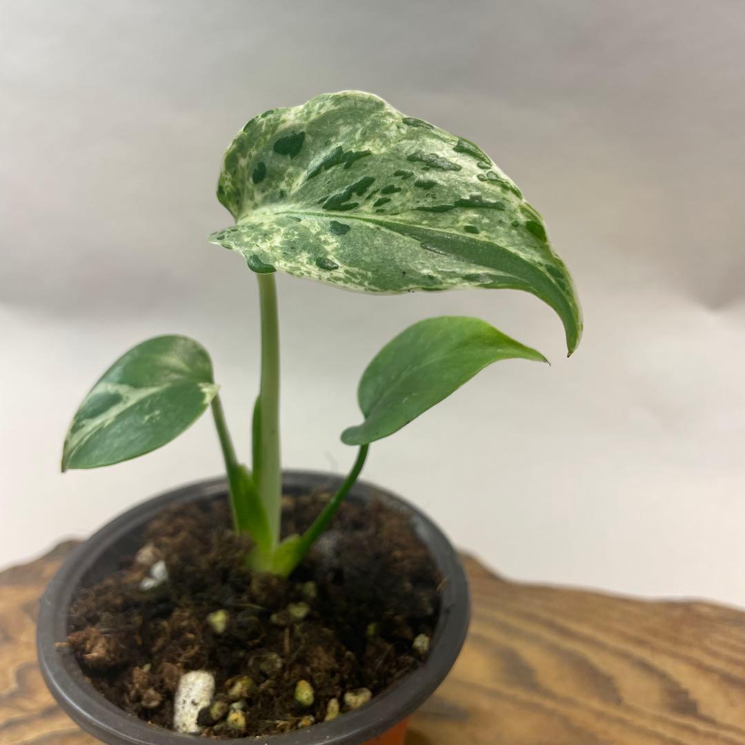 我*成様 a46品種保証！斑入り保証！Bulbasaurモンステラ バルバソー