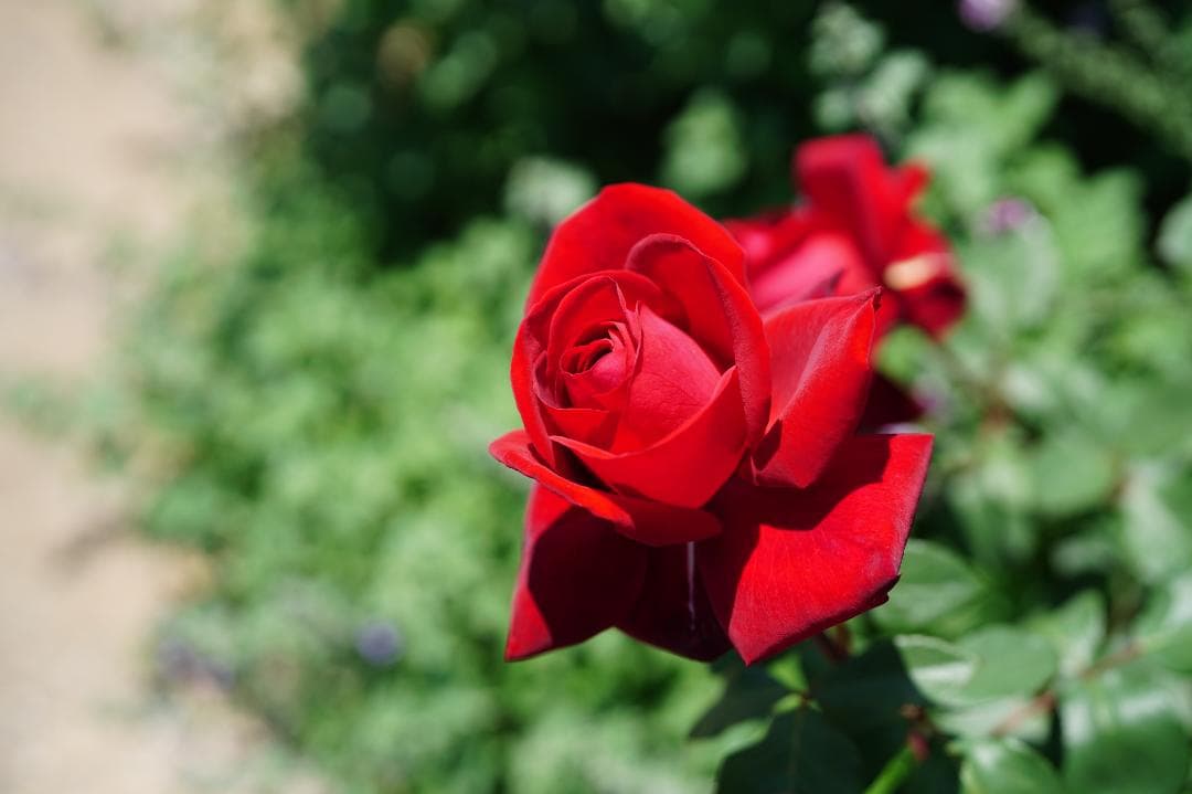 Sony FE 50mm F1.4 ZA レンズ