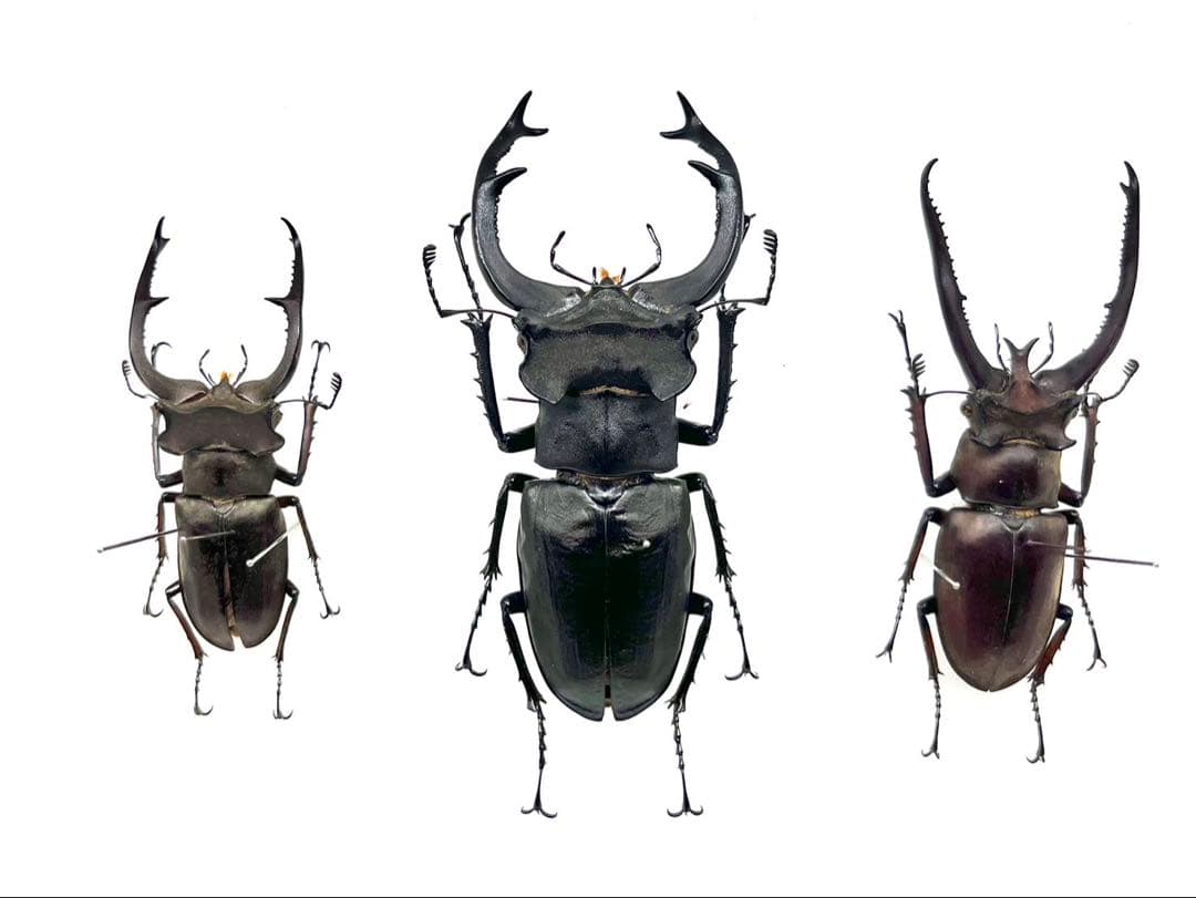 ユダイクス、プラネット、クラーツ　ミヤマクワガタ3種　標本