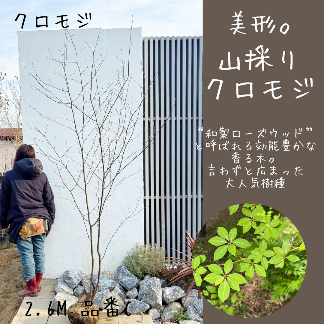 美形。山採りクロモジ2.6M(鉢底から)