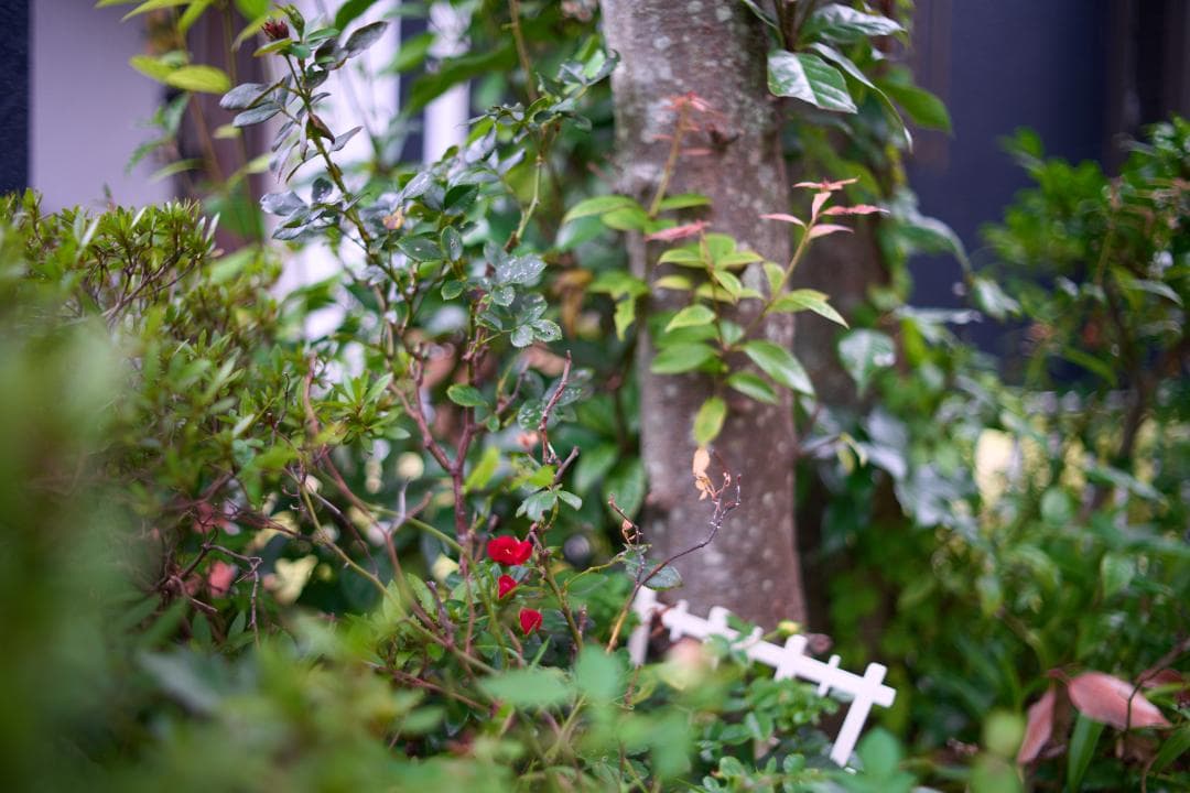 光学⚪︎ MINOLTA MC W ROKKOR-HH 35mm F1.8