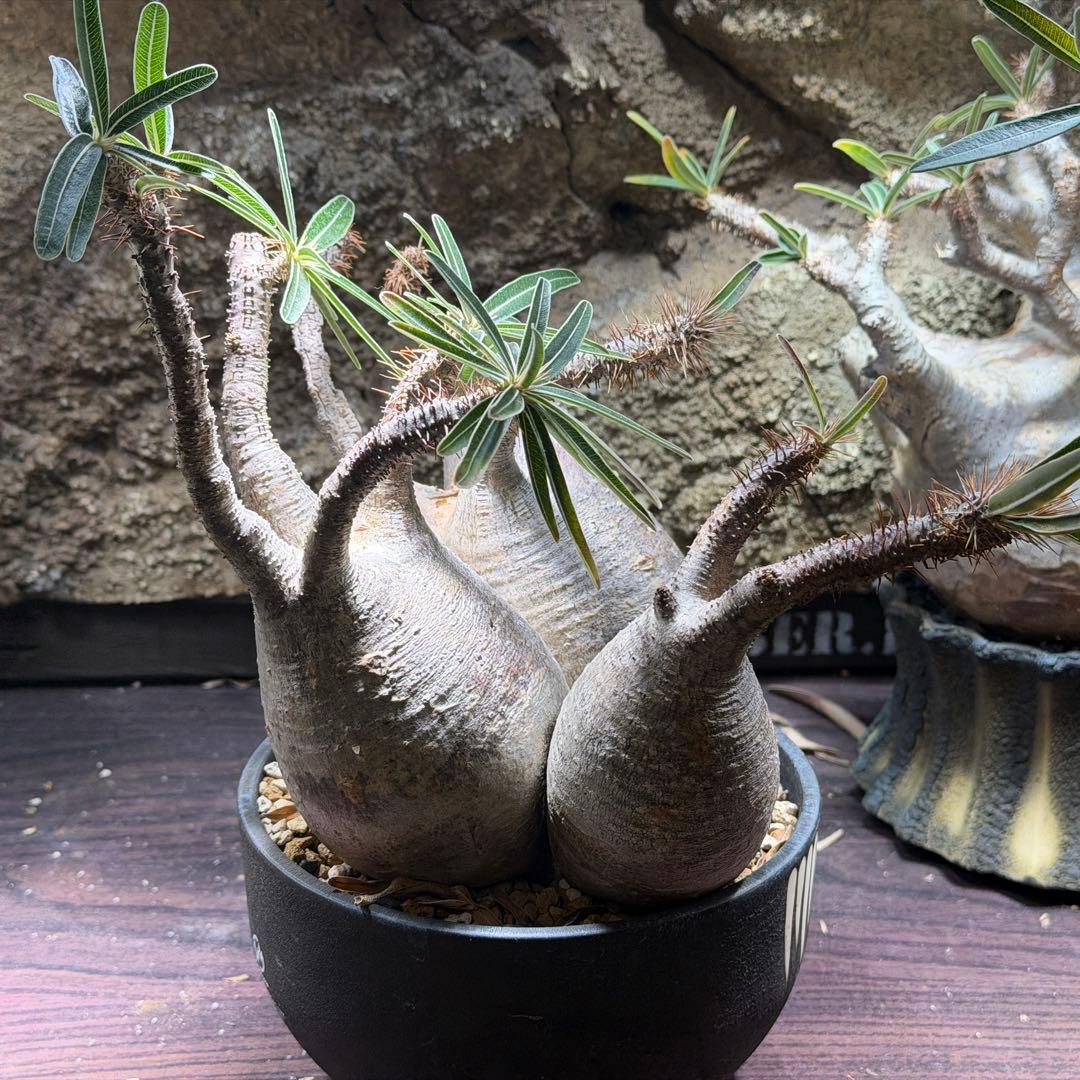 gixxer　【鉢ごと発送】3頭　パキポディウム・グラキリス発根済み