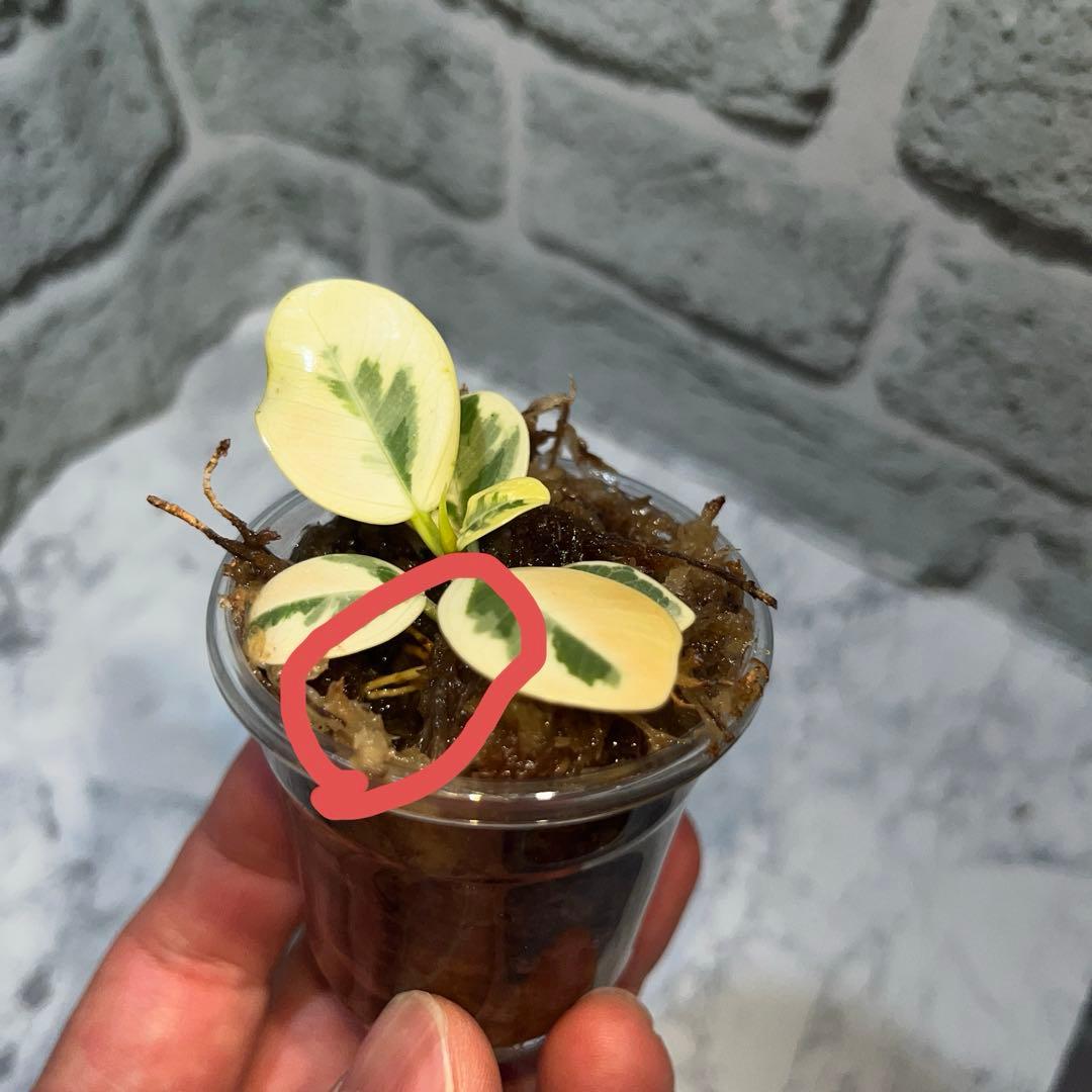 パンダガジュマル　斑入り　枝挿し　発根済み