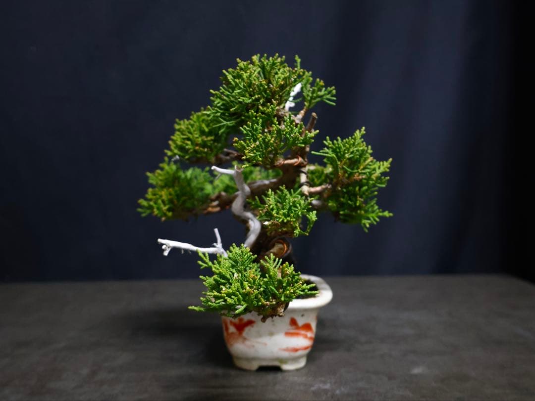 逸品　真柏　糸魚川真柏　葉性抜群　小品盆栽　樹高13cm