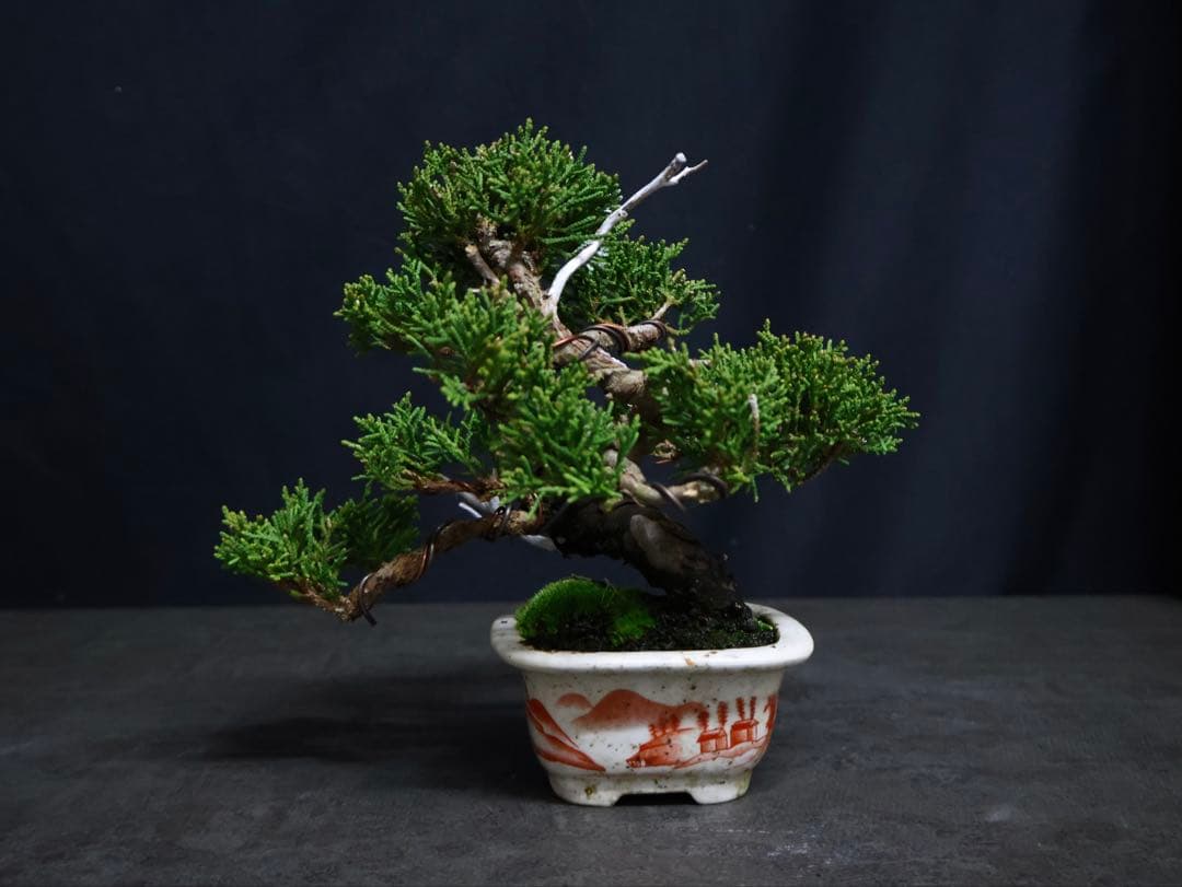 逸品　真柏　糸魚川真柏　葉性抜群　小品盆栽　樹高13cm