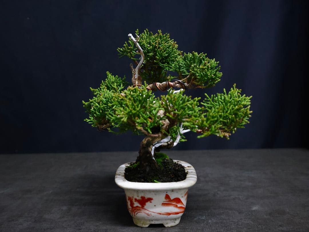 逸品　真柏　糸魚川真柏　葉性抜群　小品盆栽　樹高13cm