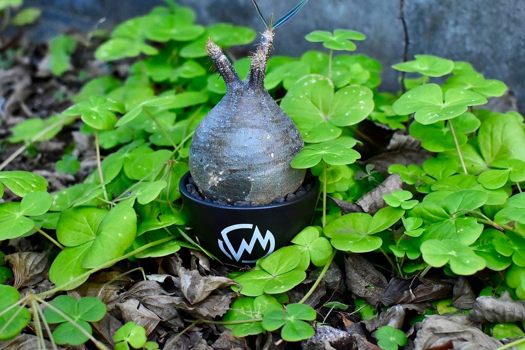 【休眠中】パキポディウム・グラキリス 現地球 VALIEM⑥