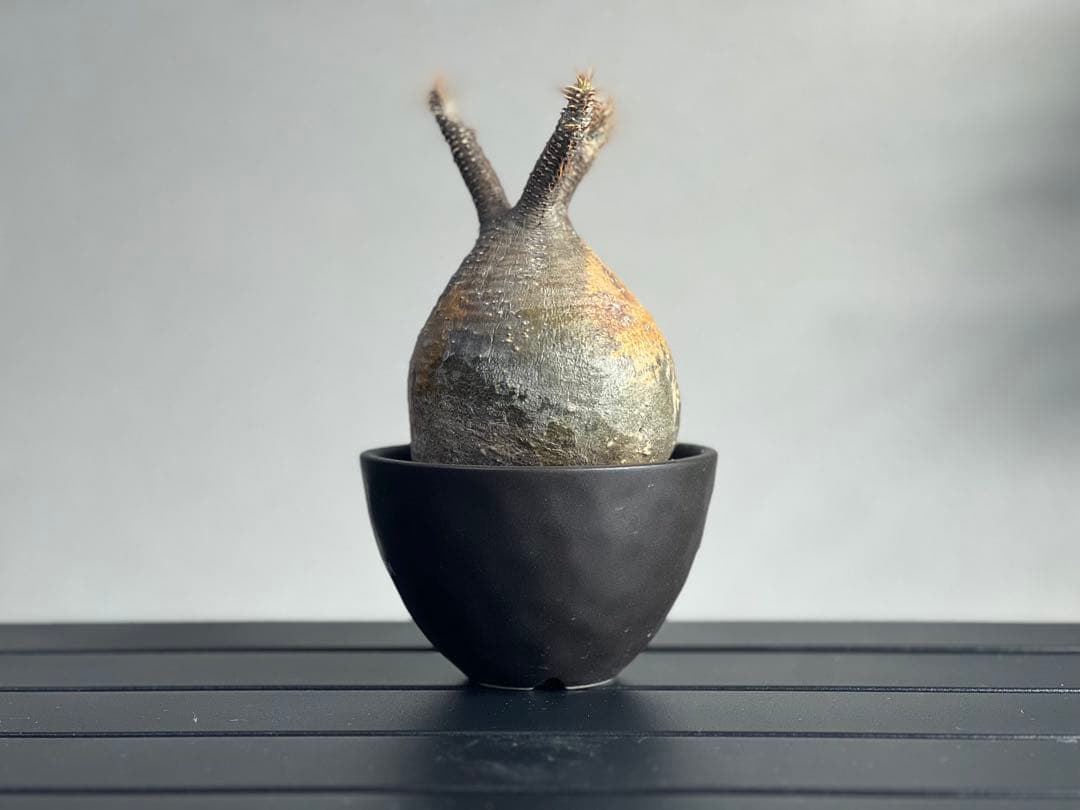 【休眠中】パキポディウム・グラキリス 現地球 VALIEM⑥