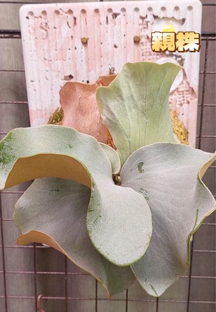 うににん　ビカクシダ　P. Pink Princess sporeling