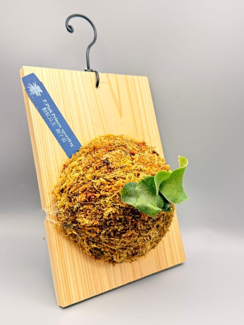 うににん　ビカクシダ　P. Pink Princess sporeling