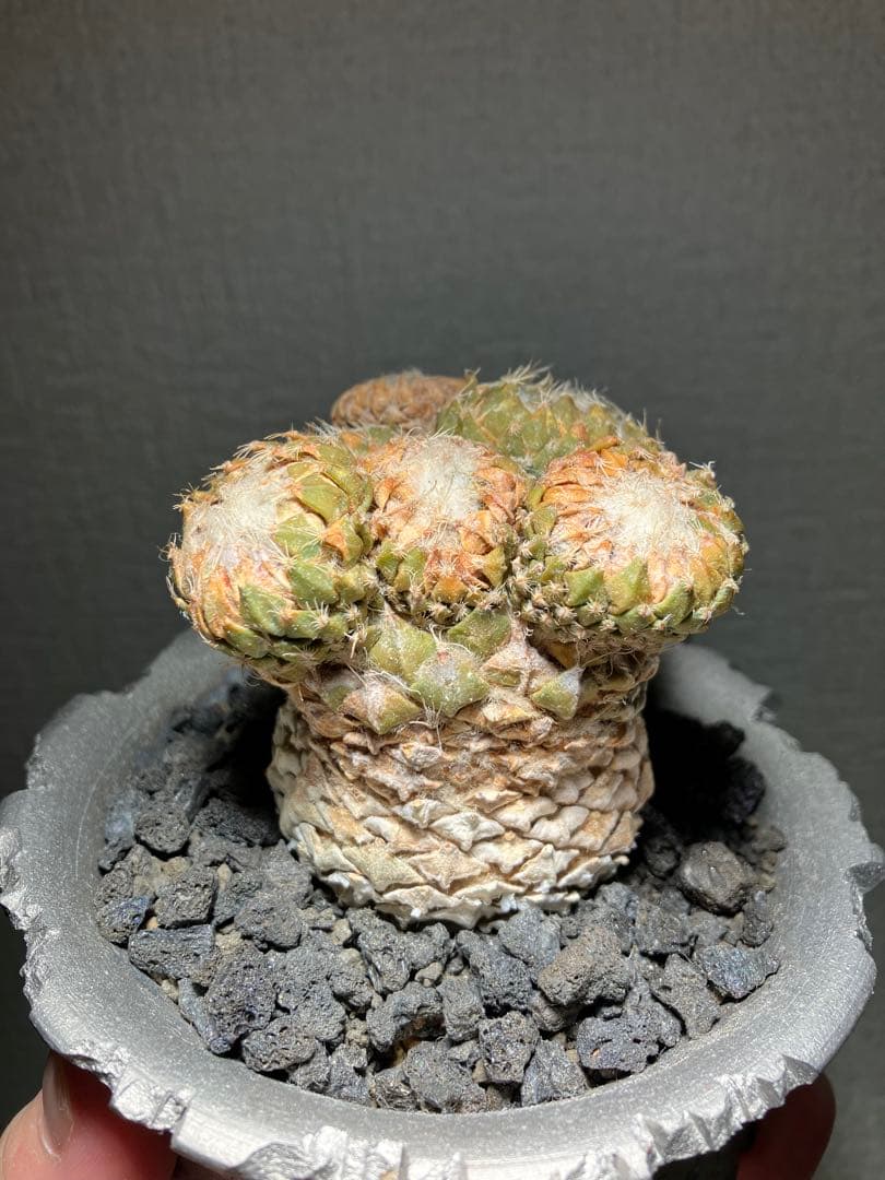 銀牡丹　ペレキフォラ　現地球　分頭株　検）グラキリス　黒王丸　パキプス　アガベ