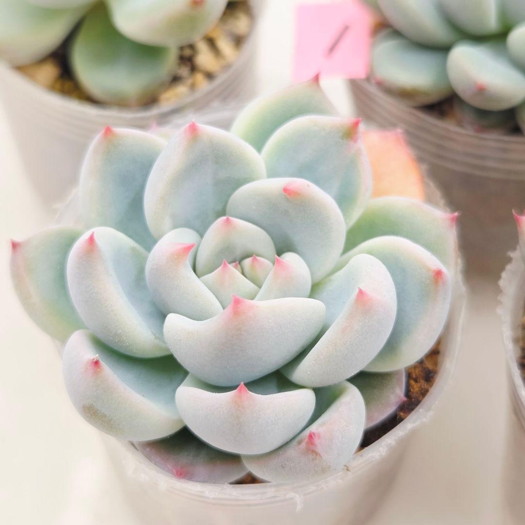 プーさん様 ミソップさん 4苗