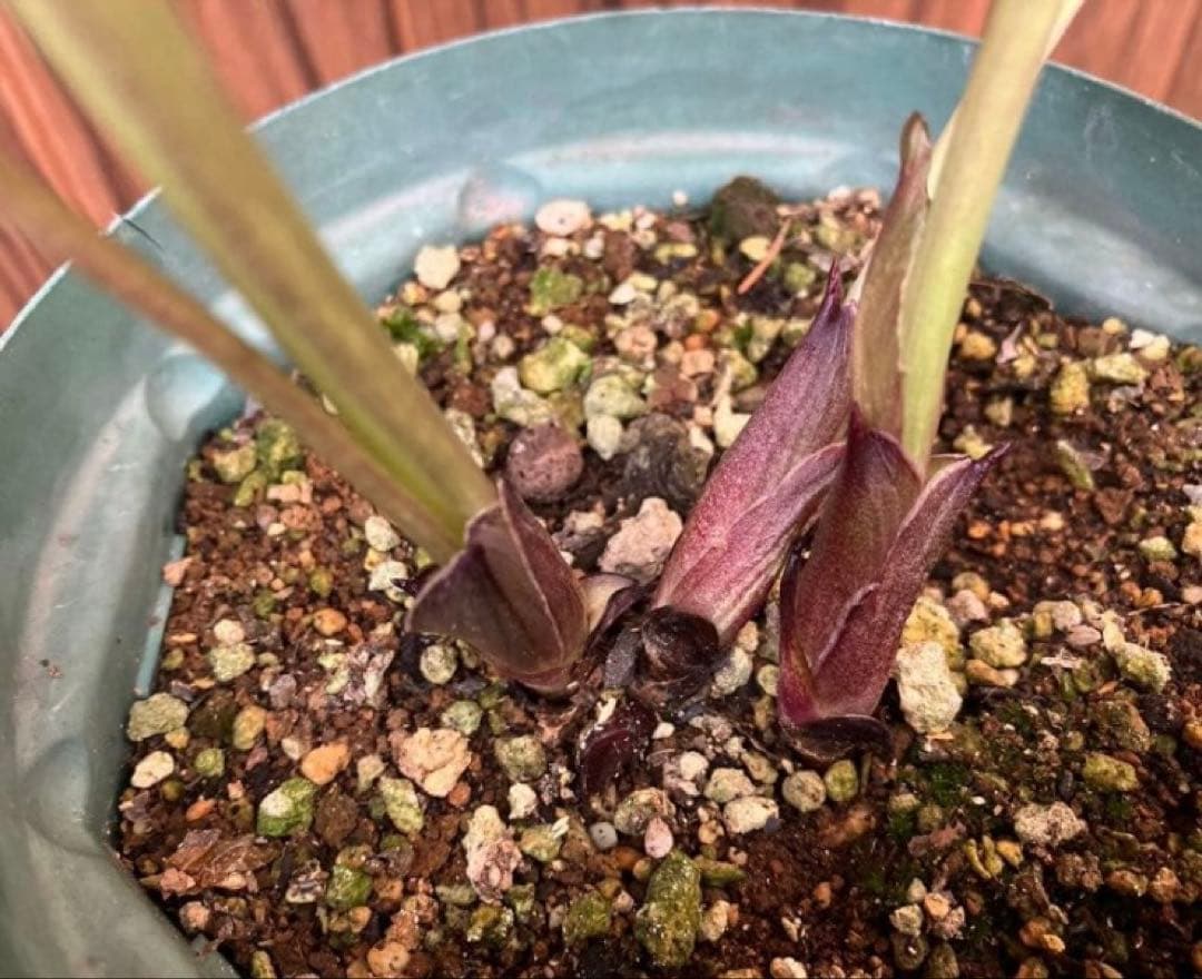 or リクエスト２点セット