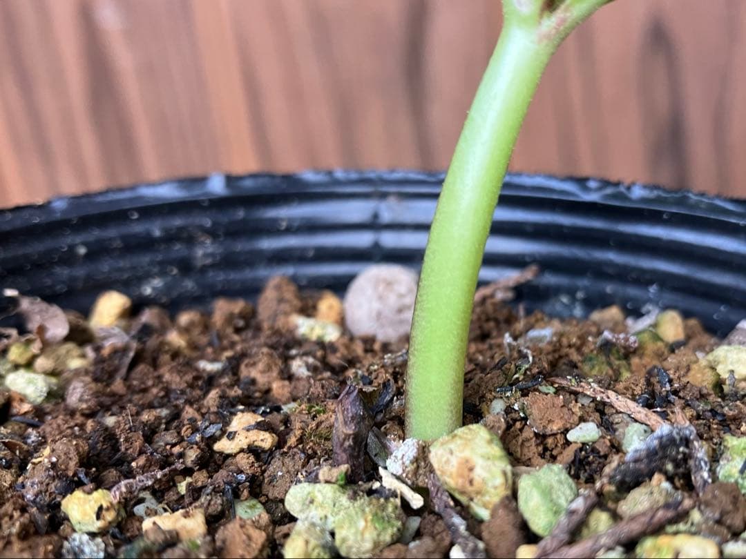 or リクエスト２点セット