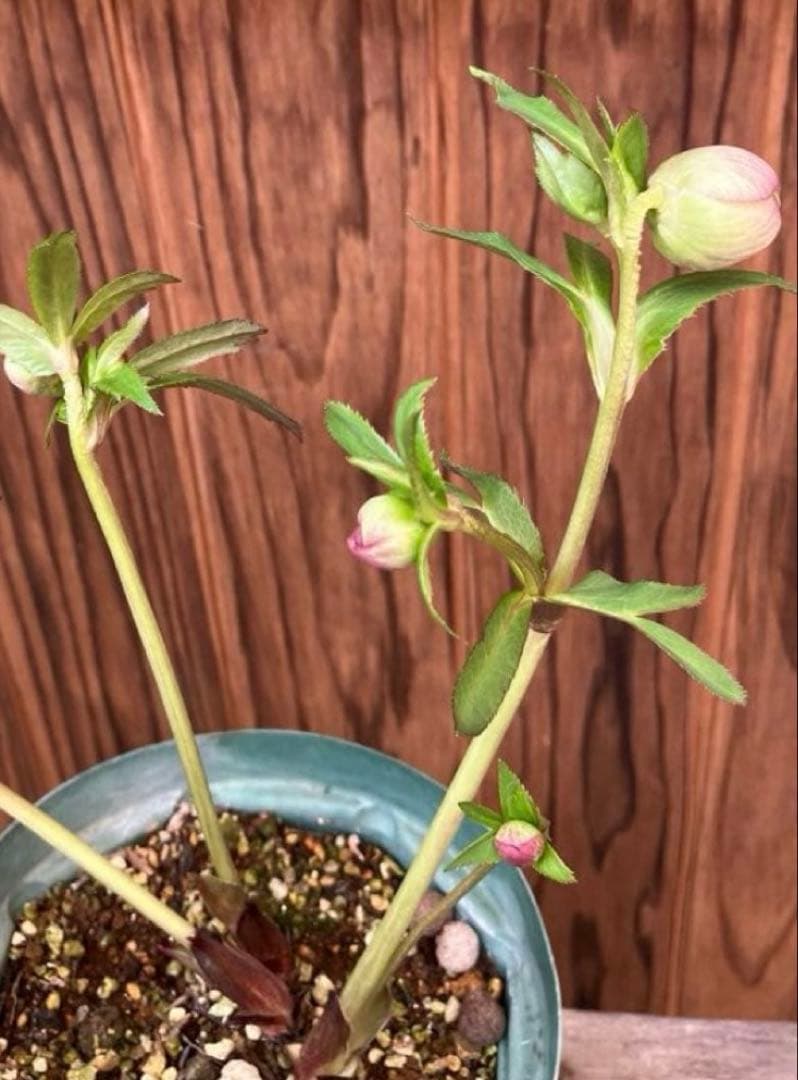 or リクエスト２点セット