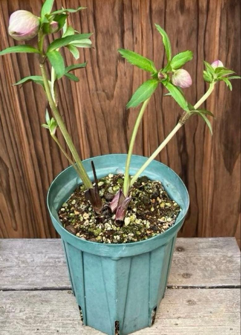 or リクエスト２点セット