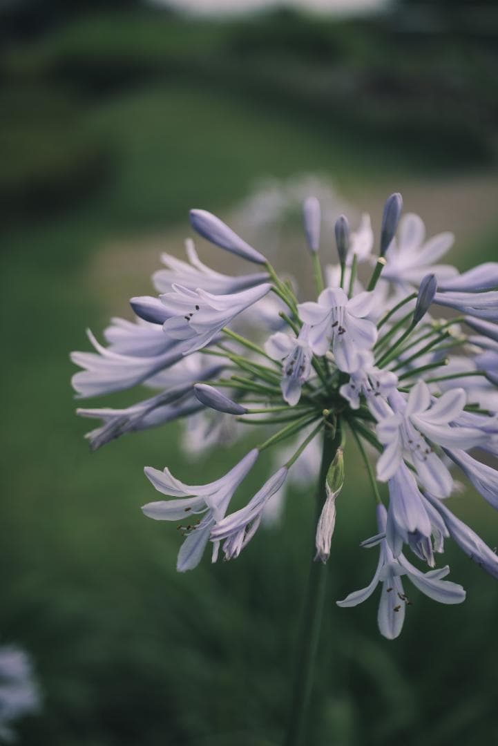 赤エルマー！Red Scale Elmar 50mm F3.5 オールドレンズ