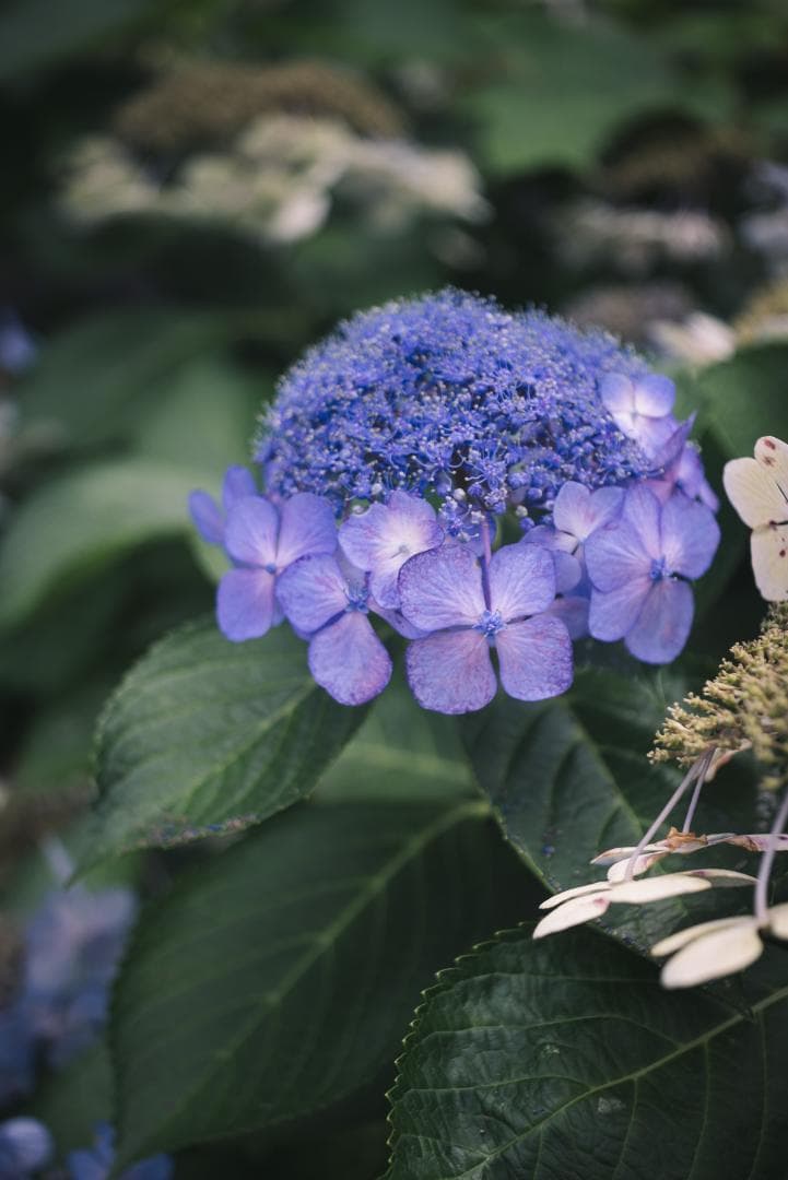赤エルマー！Red Scale Elmar 50mm F3.5 オールドレンズ