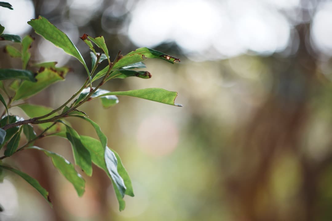 【極美品】ミノルタ MC TELE ROKKOR 135mm F2.8 212