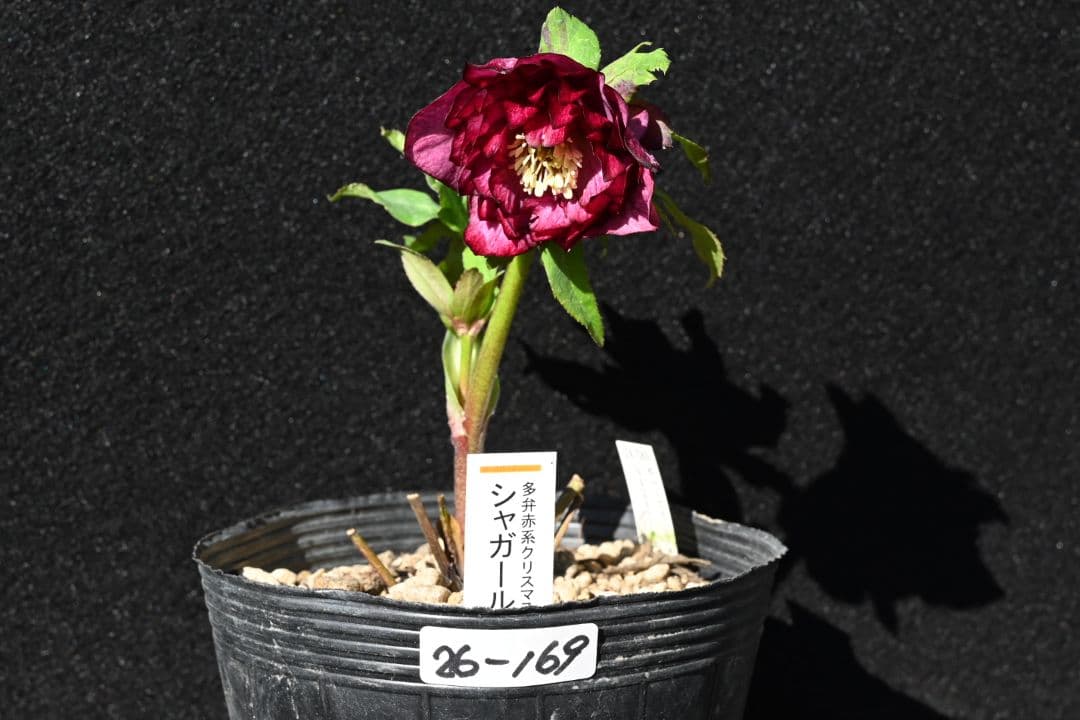 クリスマスローズ　認定シャガールレッド多弁　加藤農園