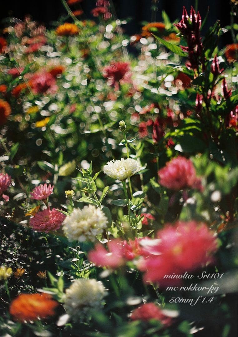 minolta srt101★ロッコールf1.4 ★完動品＊美品＊初期保証付き