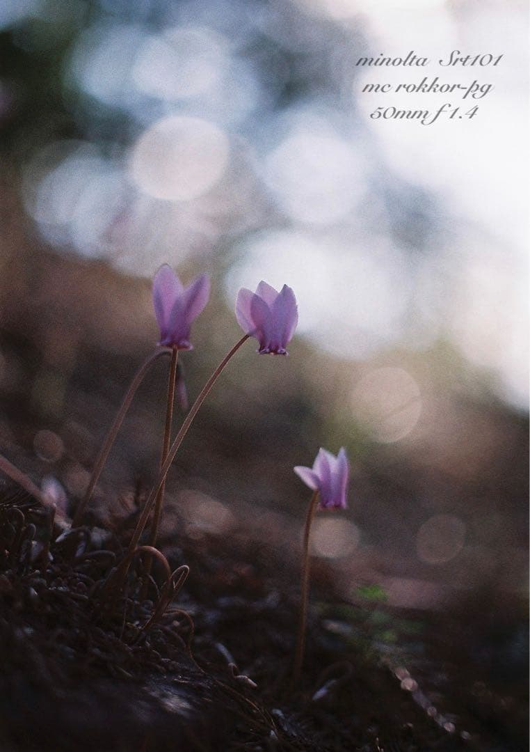 minolta srt101★ロッコールf1.4 ★完動品＊美品＊初期保証付き