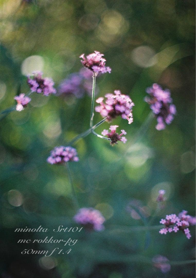 minolta srt101★ロッコールf1.4 ★完動品＊美品＊初期保証付き