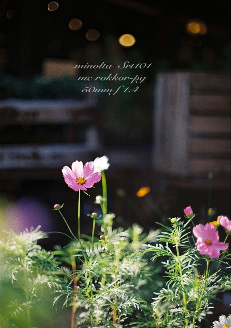 minolta srt101★ロッコールf1.4 ★完動品＊美品＊初期保証付き