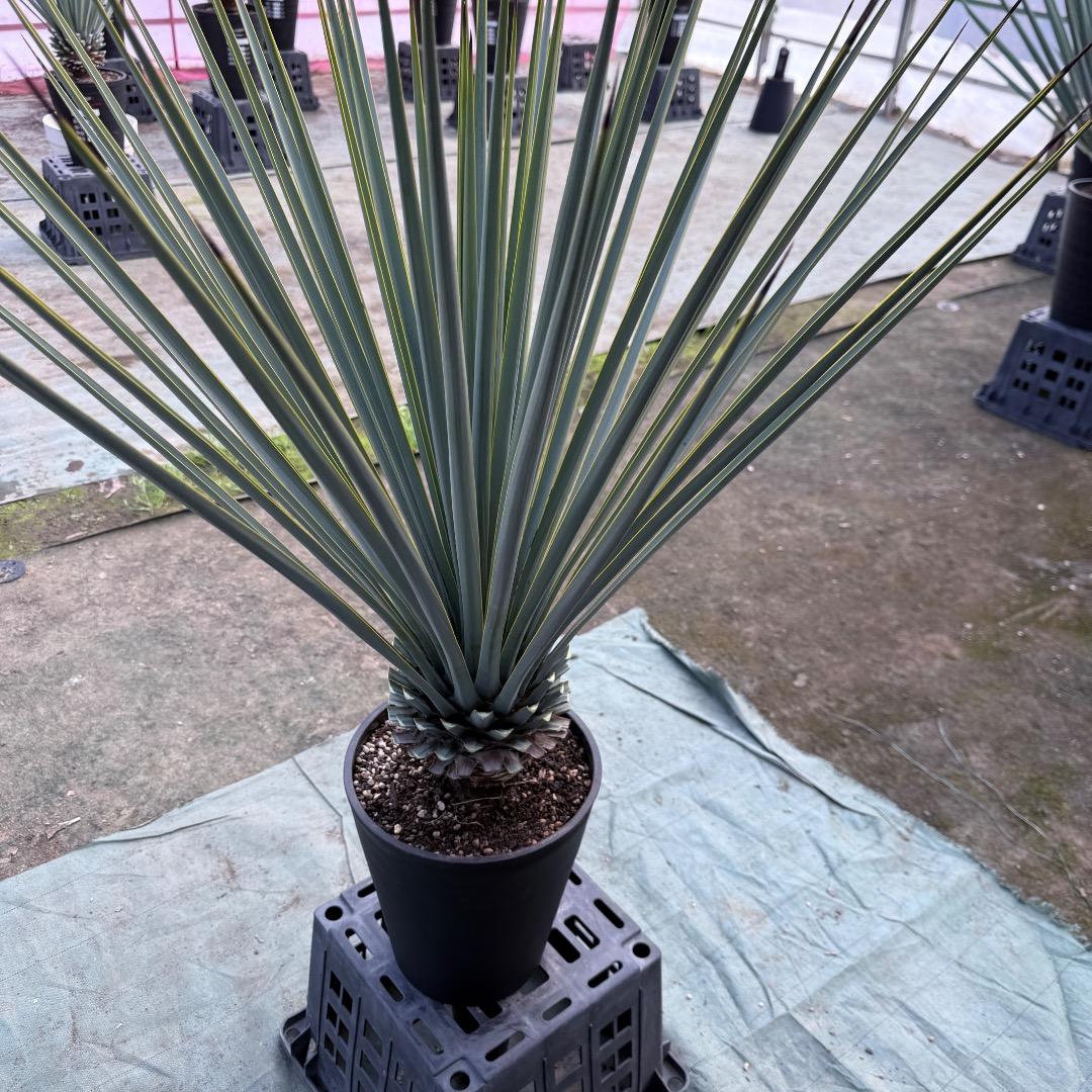 ゆ*。様 【AL1156】ユッカ　リギダ　24cm鉢