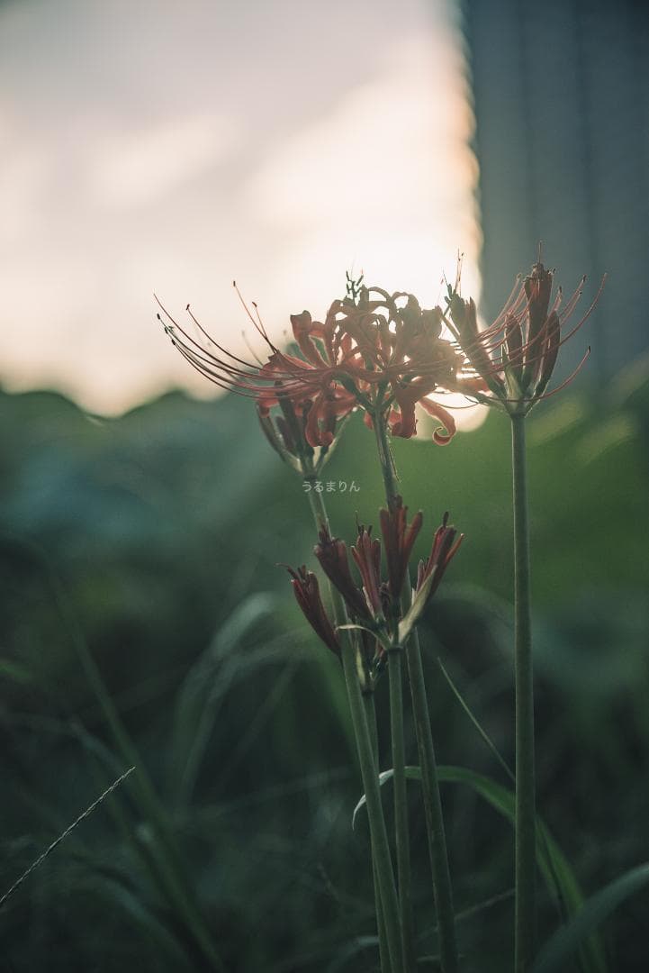 極細中望遠！Leica Elmar 90mm F4 Mマウント オールドレンズ